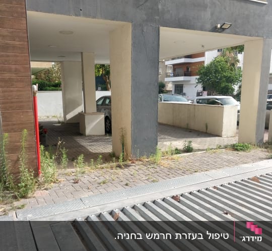עשבים שוטים צומחים בין אבנים משתלבות